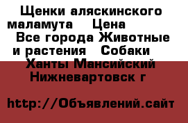 Щенки аляскинского маламута  › Цена ­ 15 000 - Все города Животные и растения » Собаки   . Ханты-Мансийский,Нижневартовск г.